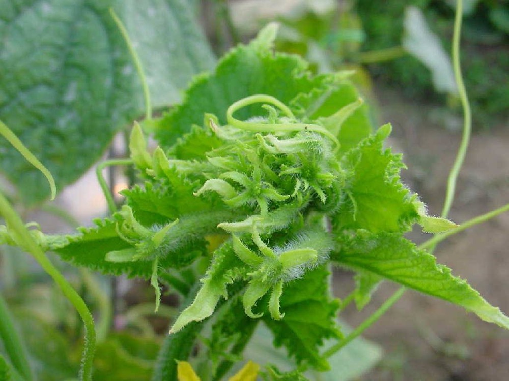 黃瓜出現(xiàn)花打頂？怎么辦？司普沃這5種辦法可補(bǔ)救