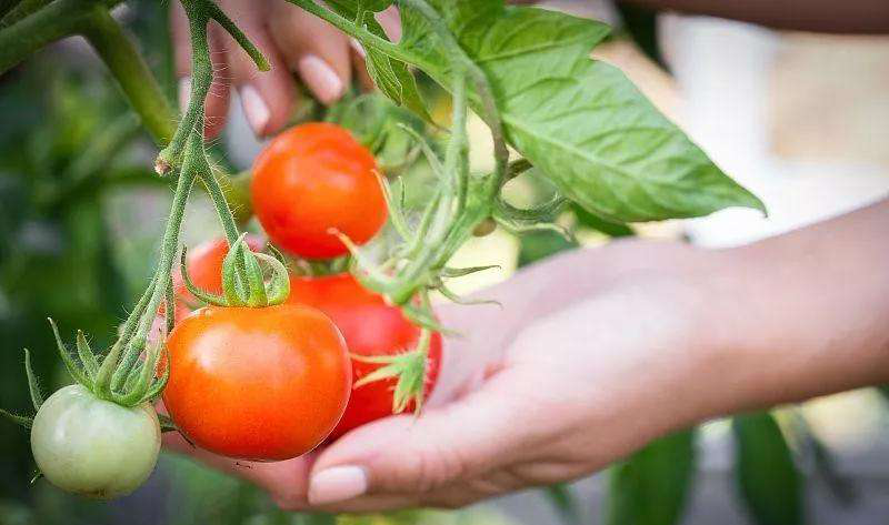 番茄死苗爛棵原因分析及對(duì)策，速看司普沃這篇文章