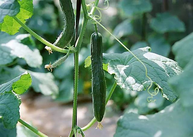 黃瓜結瓜盛期歇茬了，什么原因，如何治