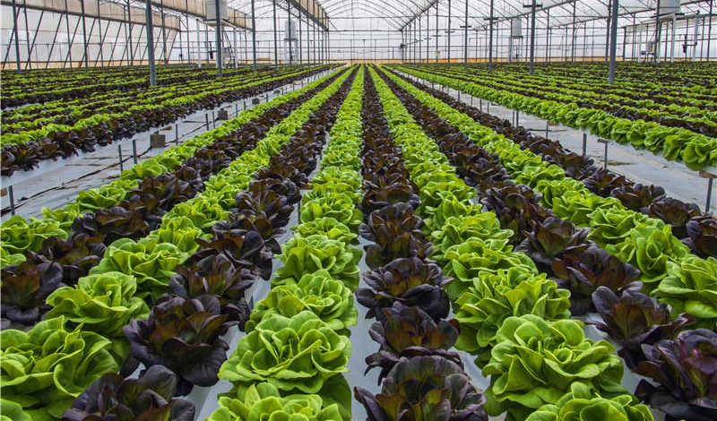 【速看】低溫環(huán)境下，蔬菜定植要注意什么