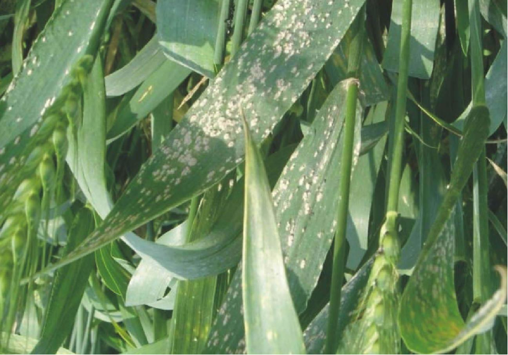 小麥葉面出現(xiàn)白色霉點(diǎn)，原因和預(yù)防方法來(lái)了