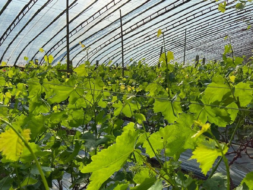 葡萄春管謹(jǐn)記這些要點！促進(jìn)葡萄豐產(chǎn)！