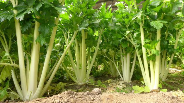 預(yù)防芹菜空心開裂的方法，找到了，速來(lái)觀看